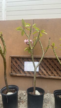 Potted Plumeria Plants