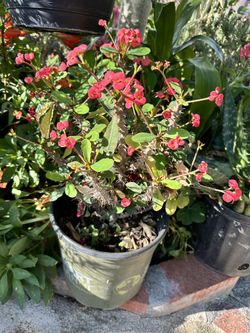 Crown Of Thorns (Small Flower)