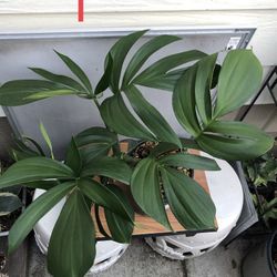 Rhaphidophora Decursiva Plant