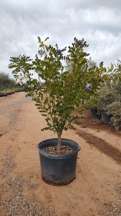 Sophora Secundiflora Texas Mountain Laurel