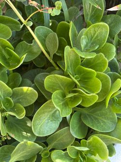 Large green succulent with pot
