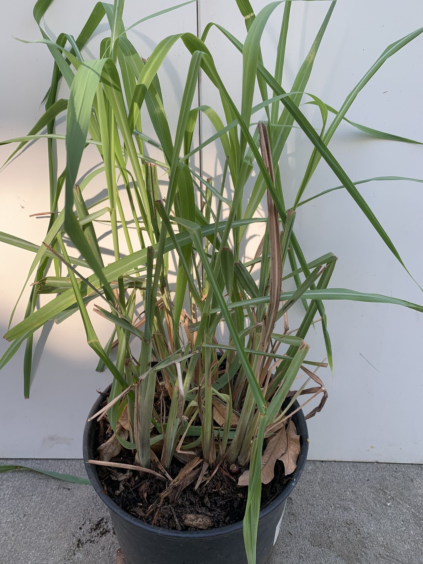 Lemon Grass Plant