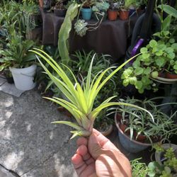 Air Plants