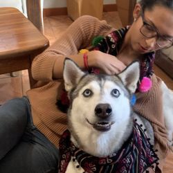 Set Bandanas For Large Or Small Puppies 