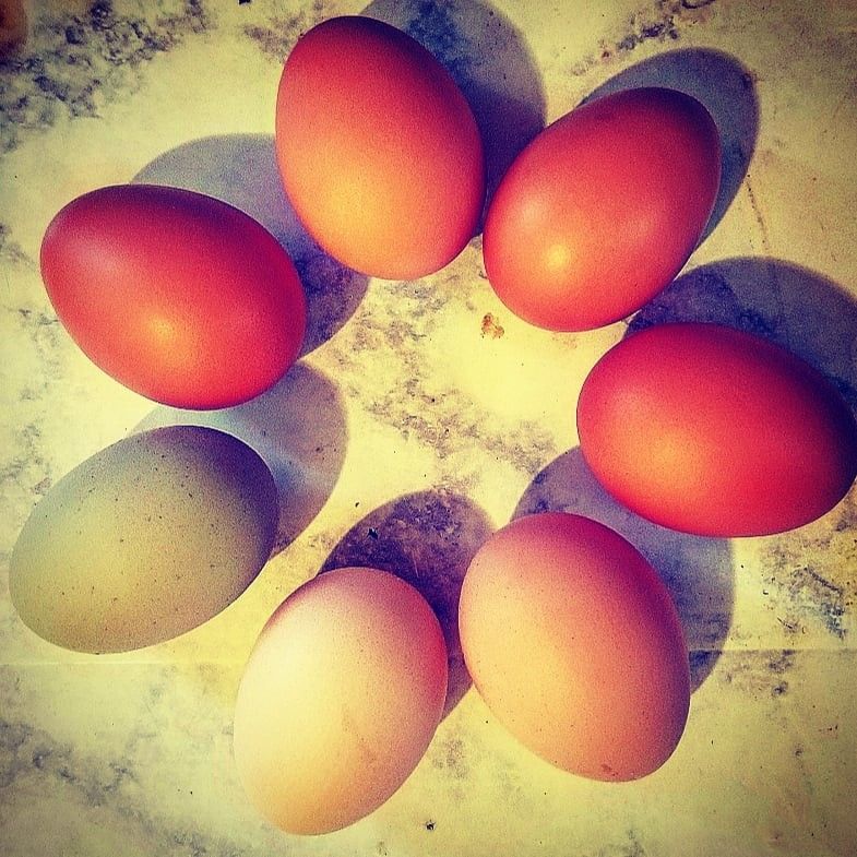 Fresh eggs