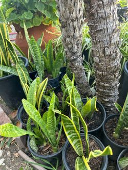 Snake plant