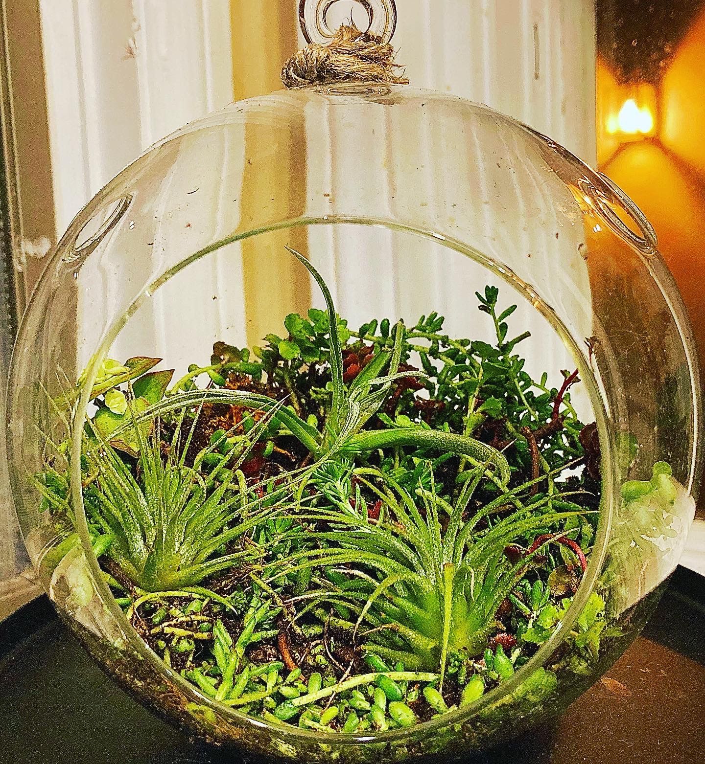 Terrariums Glass Hanging And Tabletop Includes Air Plants