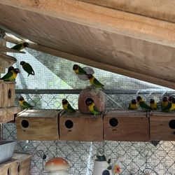 Nesting Box