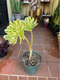 Variegated Aeonium Succulent Plant