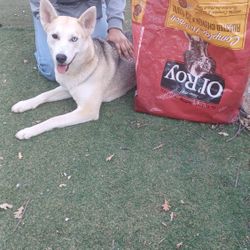 Dog Food 