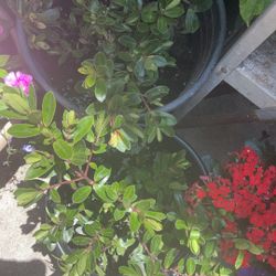 Two Shrubs Plants 