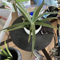 Healthy Aloe