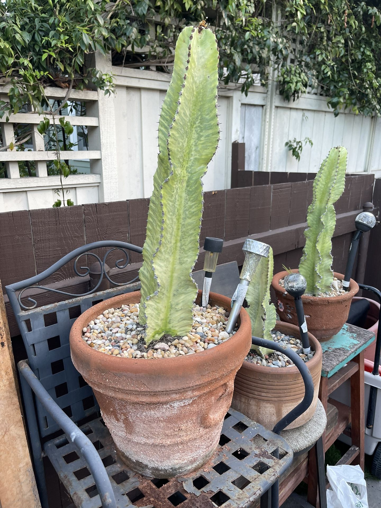 Variegated Milk Cactus - www.disolcolor.com