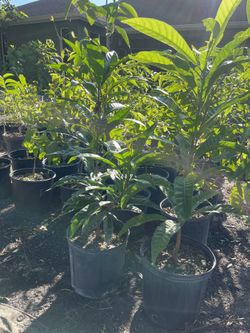 Canistel. Egg fruit. Rare !! 