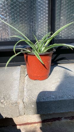 Free Spider Plants