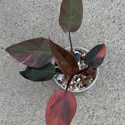 Philodendron Fire Princess / Pink Princess Tricolor Variegated