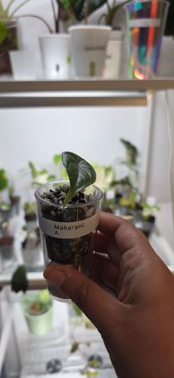 🍃 Alocasia Maharani A 🍃