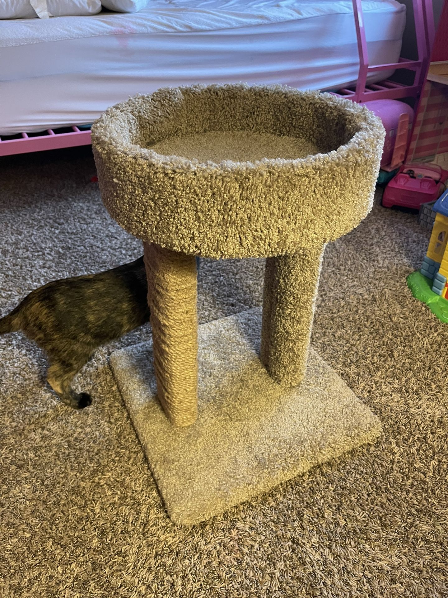 Cat Supplies & Items