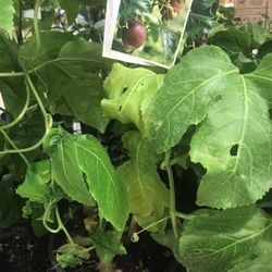 Passion Fruit Plant 1 Gallon Fully Rooted Passion Vine 