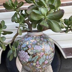 Jade Plant In Chinese Ceramic Pot 
