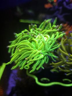 Fake Care Bear Grail