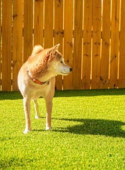 🐾 PET TURF SPECIAL – CLEAN, SAFE, NO MORE MUD! 🌿