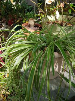 Spider plant