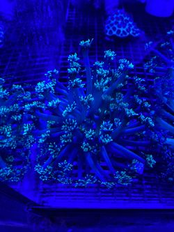 Toy Goni Coral