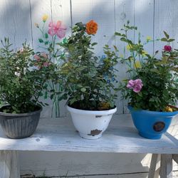 Three Rose Plants 