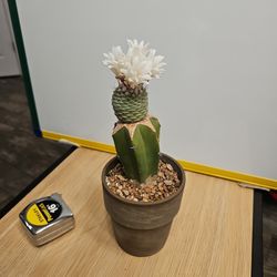 Rare Strombocactus disciformis-grafted