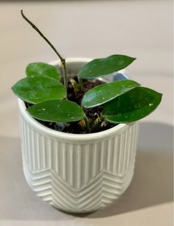 Hoya Chouke Starter in Ceramic Pot