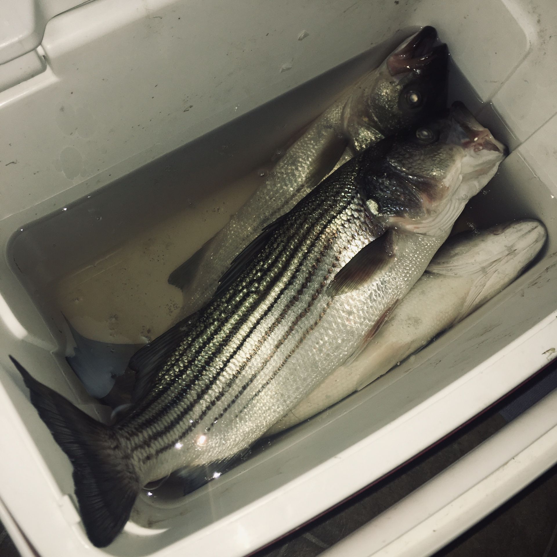 Fresh caught striped bass or “striper” for sale