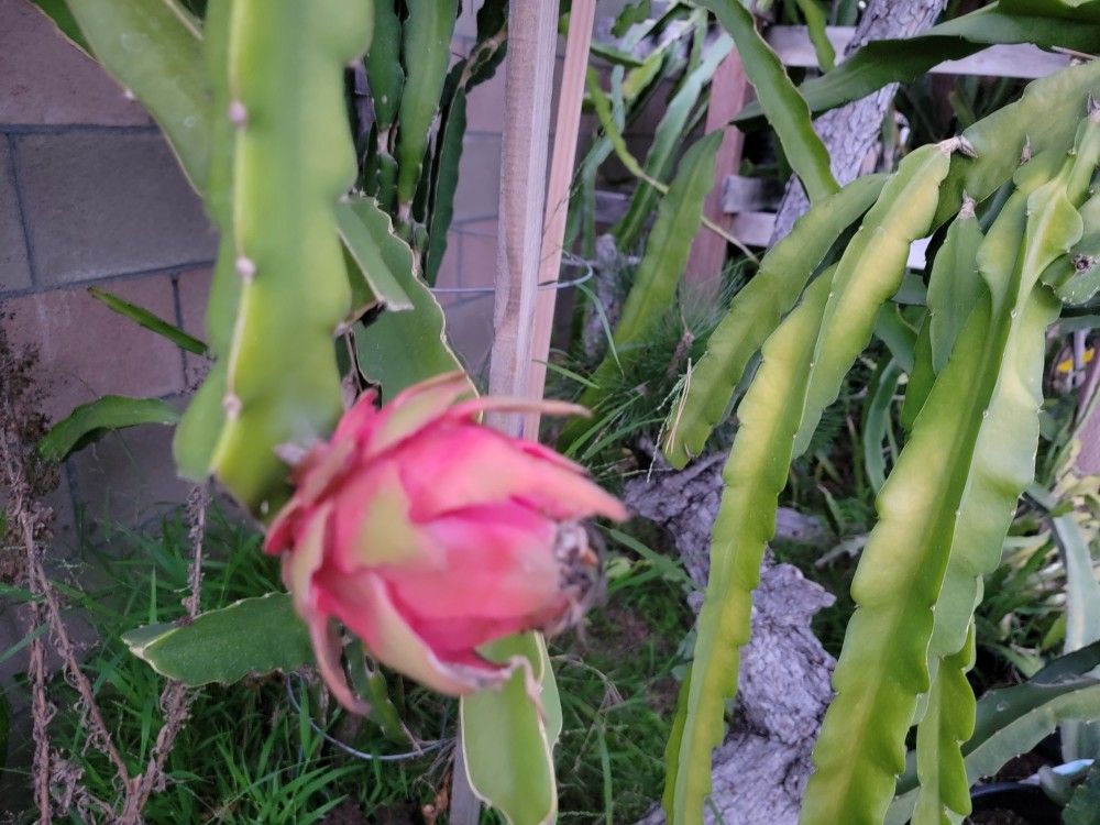 Dragon Fruit Trellis