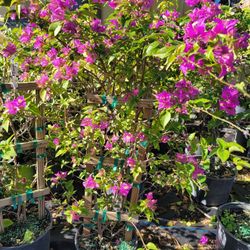 Bougainvillea Trellis 