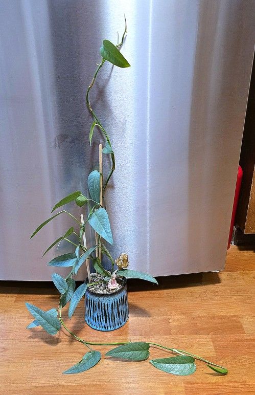 35in. Potted Cebu Blue Pothos