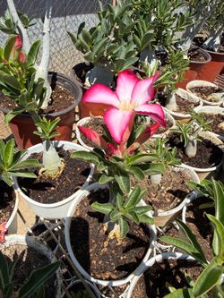 Desert Roses