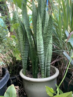 Espada De San Miguel ( dracaena ) Plant 