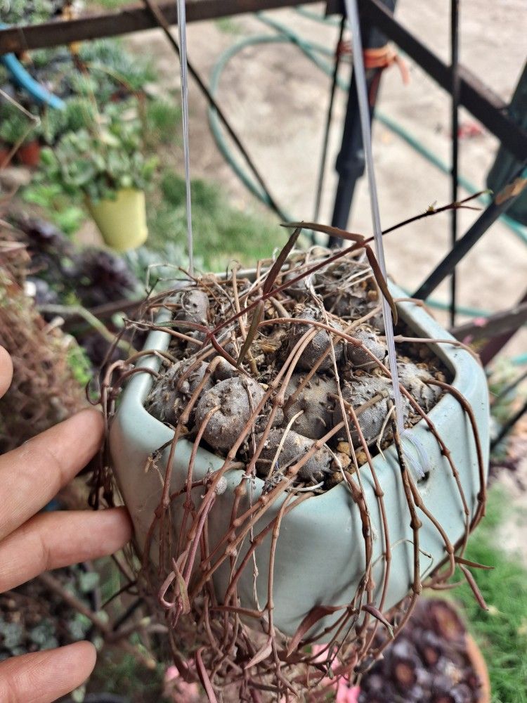 Succulent Plant