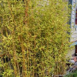 4 Pots Of Golden Bamboo