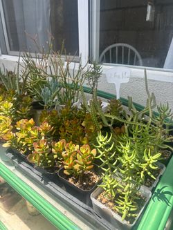Succulents 2 for $1 ( Read description)