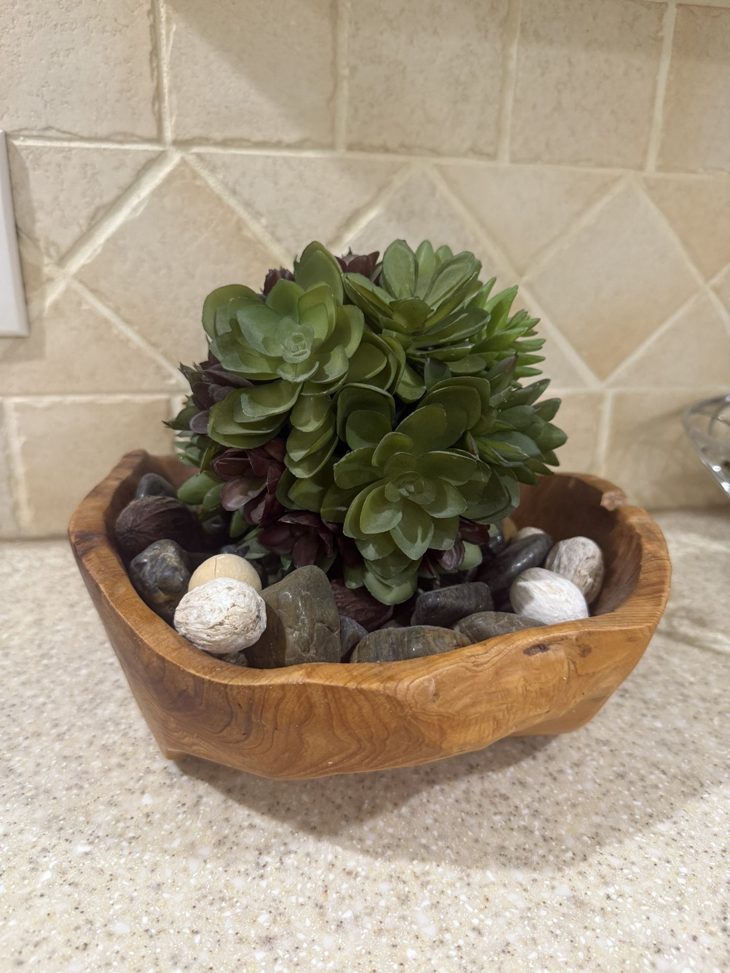 Decorative Succulent Plant