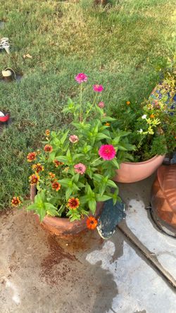 Zinnias, hotweels, Margot’s