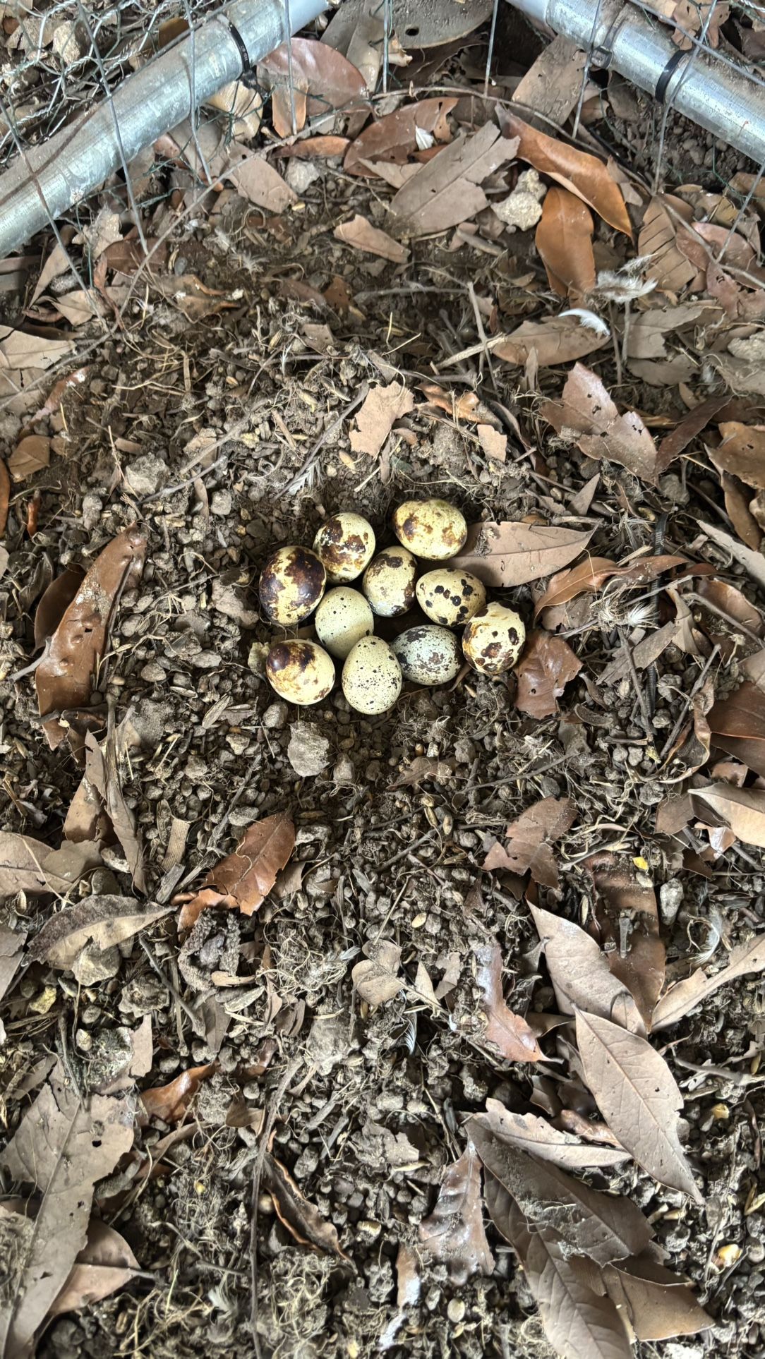 Coturnix Quail Hatching & Eating Eggs – Hyena Homestead
