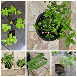Plant bundle(12 + plants) for $15