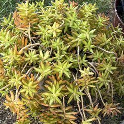 Firestorm Golden sedum Plant Along With Pot Available For Immediate Sale