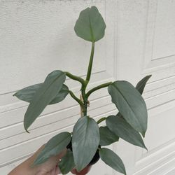 Beautiful Philodendron Silver Sword Plant 