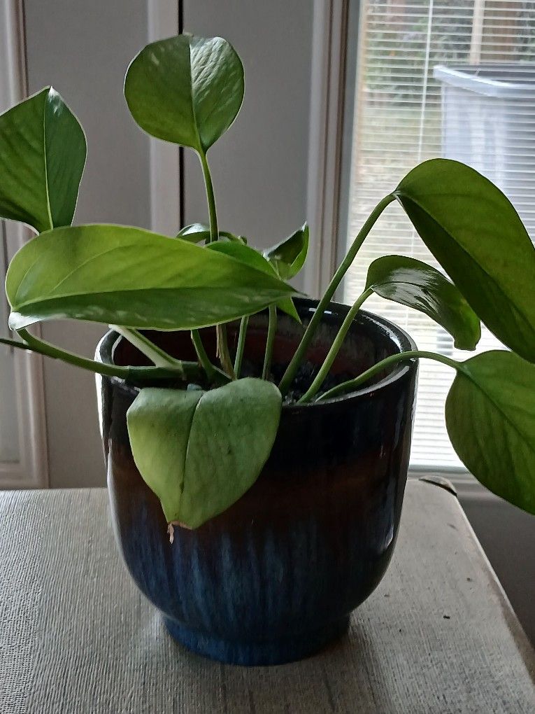 Decorative Ceramic Potted Plant