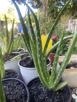 Aloe Vera Plants