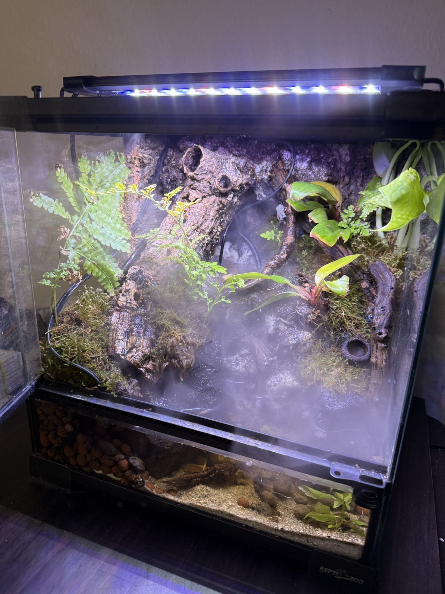 Bioactive Terrarium 