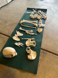 Skeleton , medical students